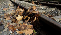 bladeren op spoor