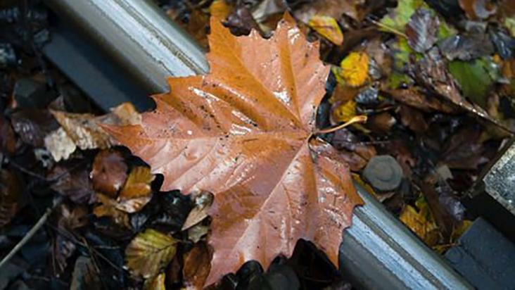 trambaan bladeren bomen